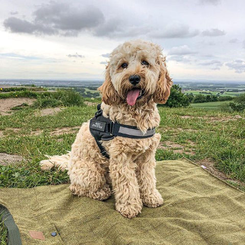 Personalised No Pull Dog Harness - YOKE FINDS 🇮🇪 IE 