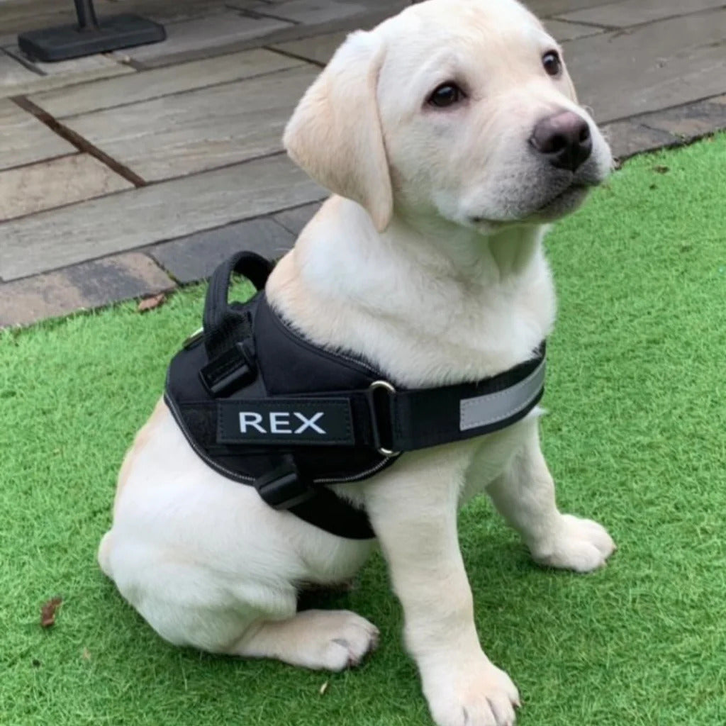 Personalised No Pull Dog Harness - YOKE FINDS 🇮🇪 IE 