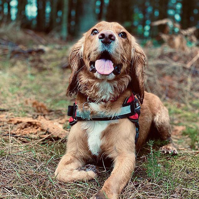 Personalised No Pull Dog Harness - YOKE FINDS 🇮🇪 IE 