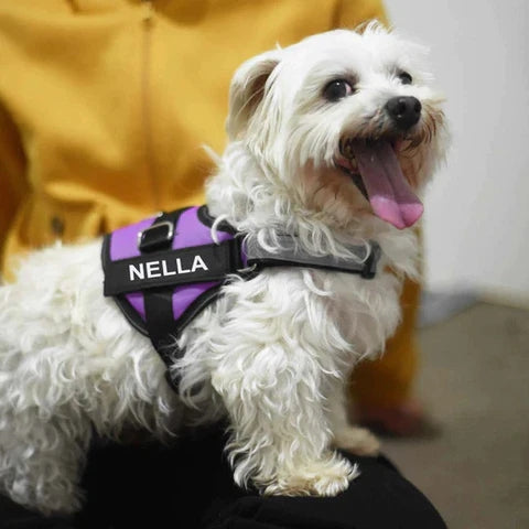 Personalised No Pull Dog Harness - YOKE FINDS 🇮🇪 IE 