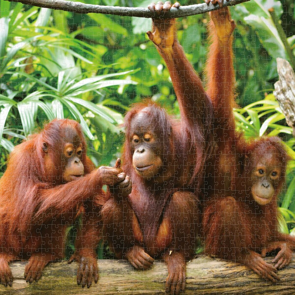 Puzzle Colorbaby Orangutan 6 Units 68 x 50 x 0,1 cm - YOKE FINDS 🇮🇪 IE 